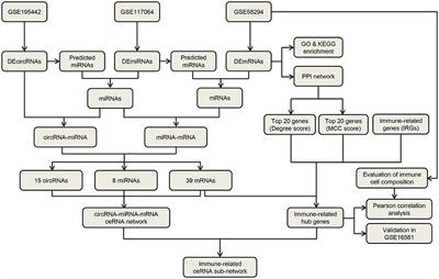 Integrated Analysis of Immune-Related circRNA-miRNA-mRNA Regulatory Network in Ischemic Stroke
